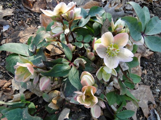 lenton rose bush