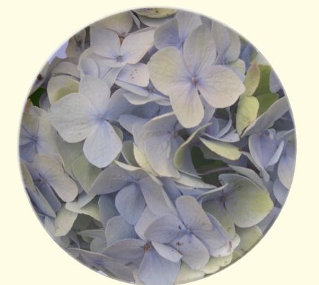 light purple hydrangea flower