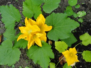 flowers zucchini