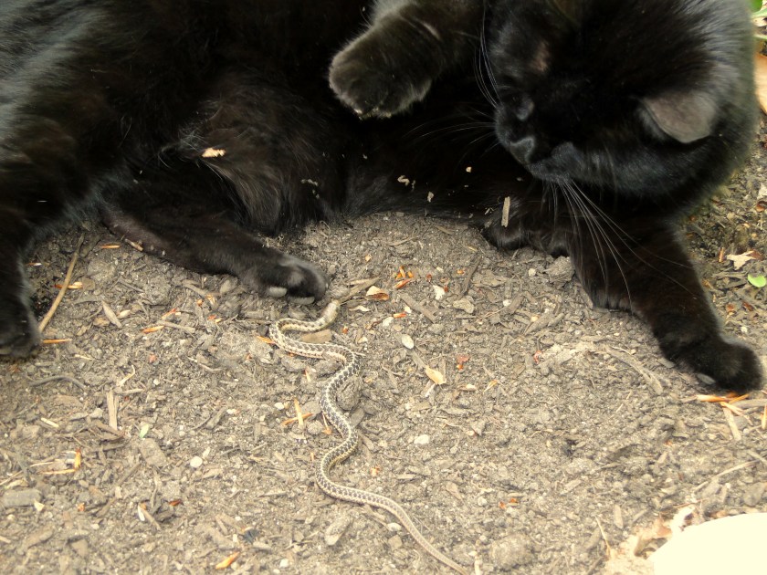 Little snake plays with cat
