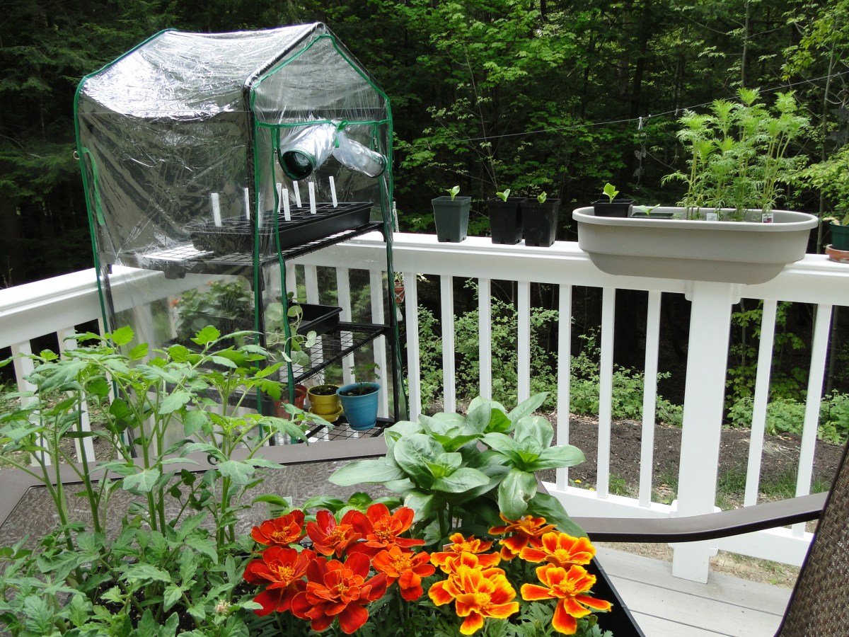 What I Bought at The&nbsp;Nursery