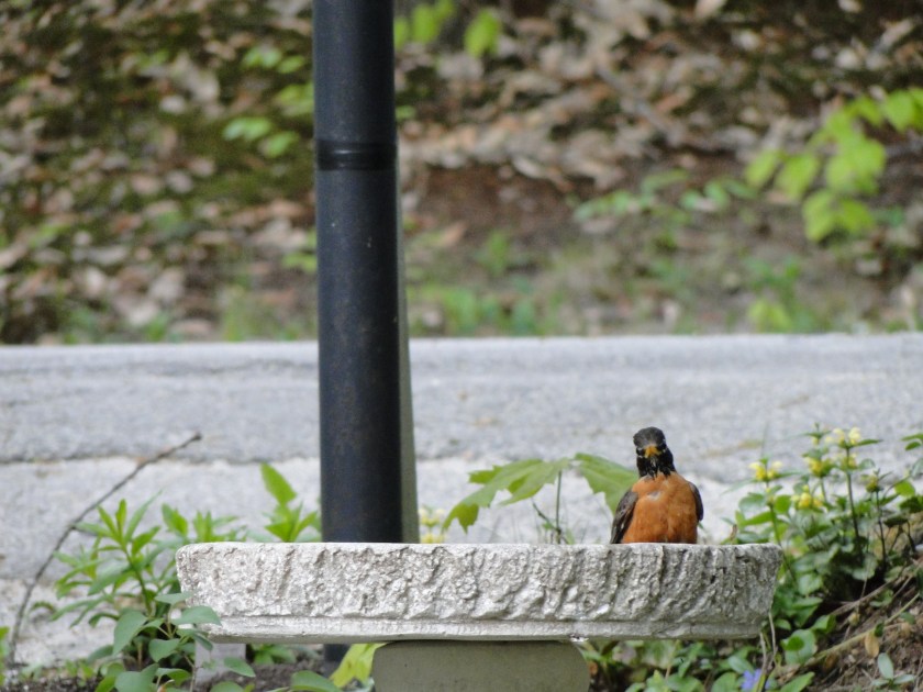 Robin in birdbath