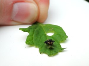 Bug on tomato leaf