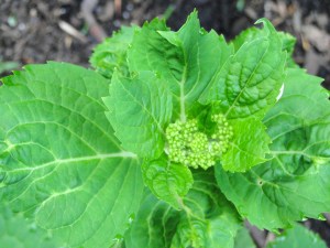 hydrangea bud