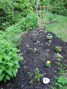 backyard vegetable garden