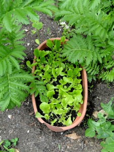 growing lettuce