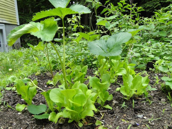 strawberry plants and lettuce