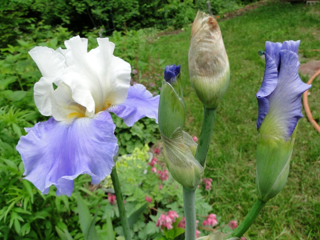 blue and white bearded iris