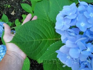 big hydrangea leaf blue flowers