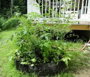 raised bed with tomatoes
