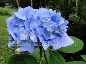blue hydrangeas