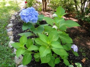 flowering hydrangea shrub