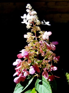 pinky winky hydrangea