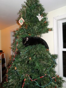 cat in christmas tree