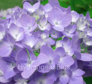purple hydrangea flowers