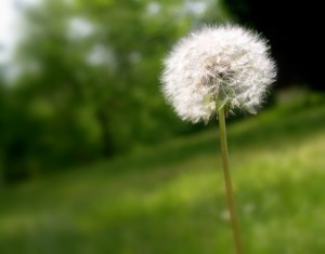 dandelion seed head
