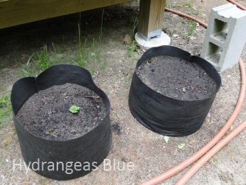 growing vegetables in fabric pots