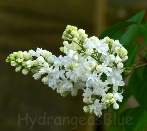 white lilac flowers