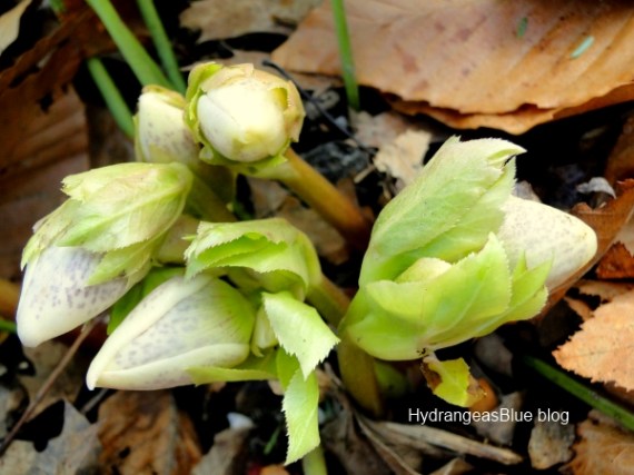 lenton rose spring buds