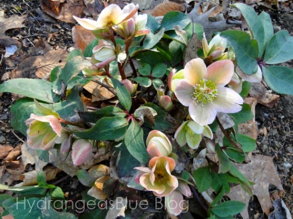 blooming lenton rose