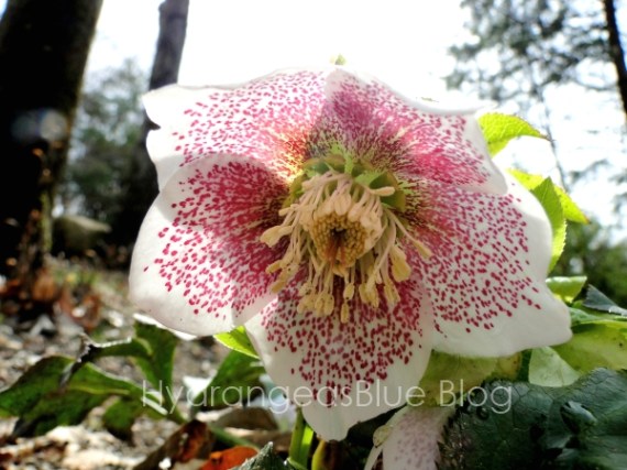 single lenton rose flower