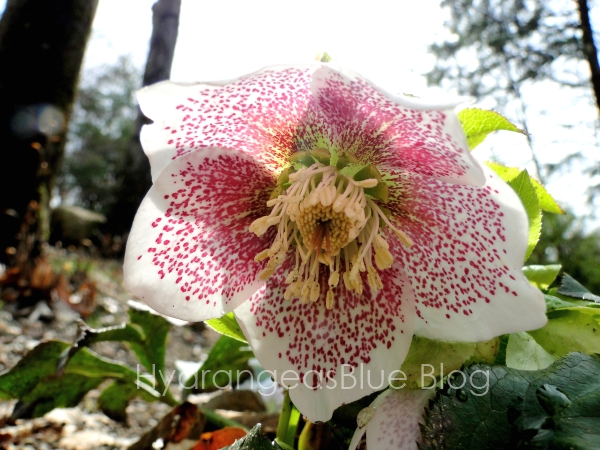 Pictures of the Lenton&nbsp;Rose