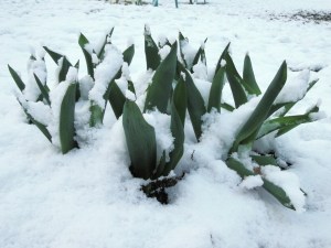 tulips in snow
