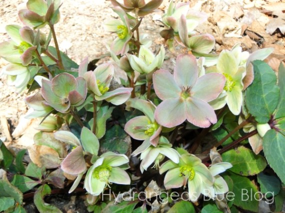 lenton rose green flowers