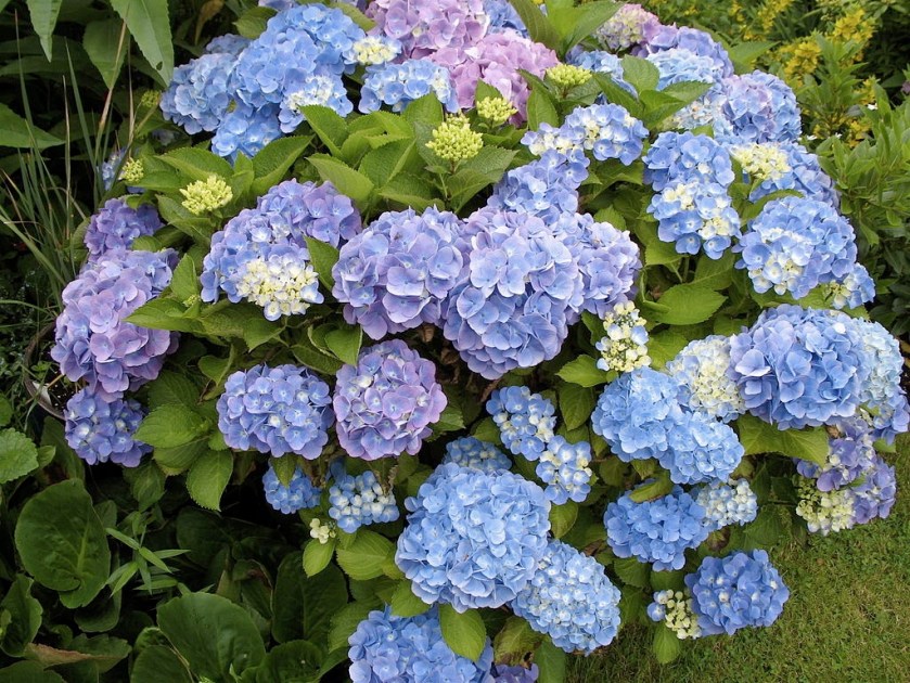 blue hydrangea flowers