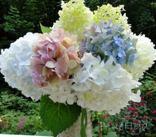 white, pink, blue hydrangeas vase