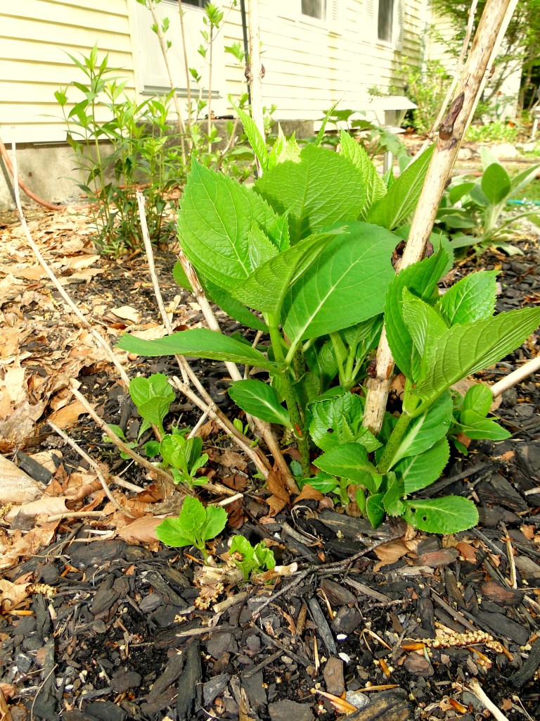 hydrangea leaves in spring