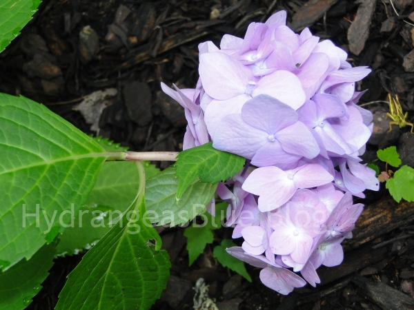lavender hydrangea flower