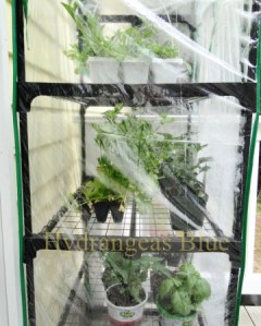 mini greenhouse