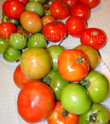 green and red tomatoes