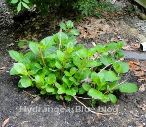 how to propagate hydrangeas