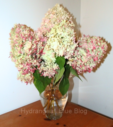 Limelight hydrangea flowers fall