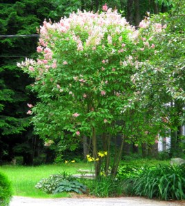 hydrangea tree