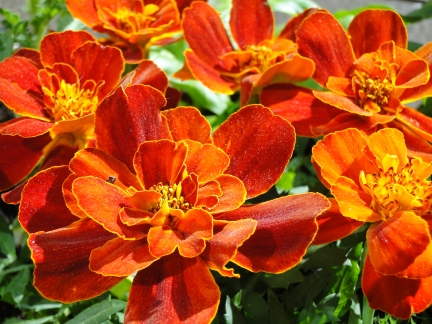 Bone Meal For The Spring Flower&nbsp;Garden