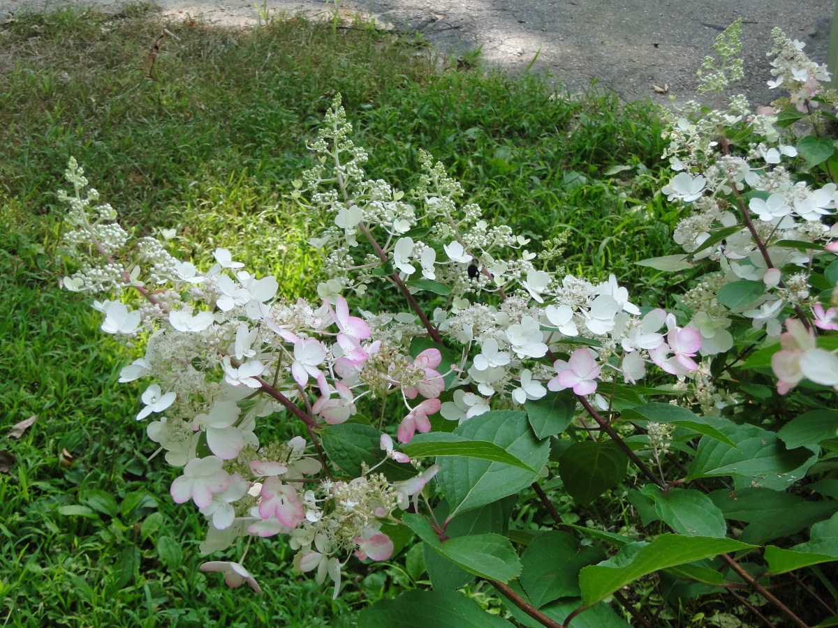 Pinky Winky Blooming&nbsp;Timeline