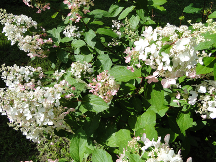 white flowers with pink