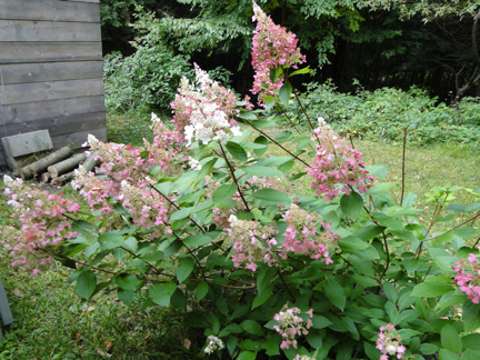 pink hydrangea paniculata