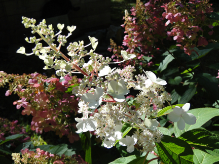 hydrangea flowers white pink