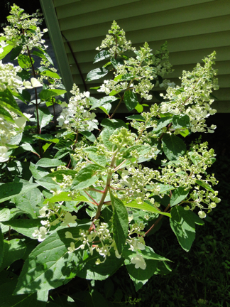 budding hydrangea shrub