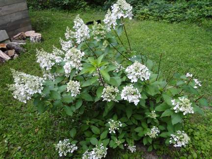 white flowers hydrangea