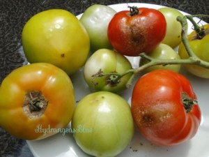 tomato blight