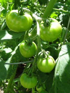 green tomatoes on the vine