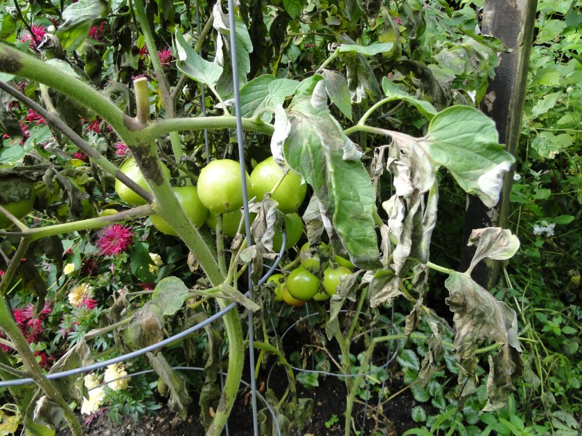 tomato blight picture