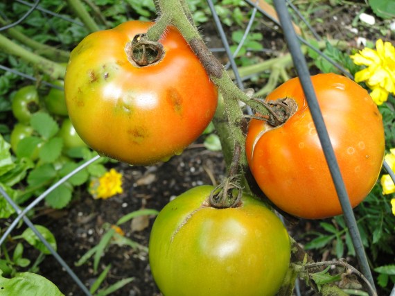 ripening tomatoes vine blight