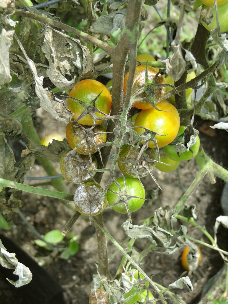 grape tomato plant with blight