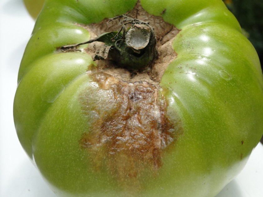 brown spot on tomato